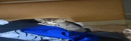 British Shorthair cats for sale: 8 gorgeous British short hair kittens - Advert 8