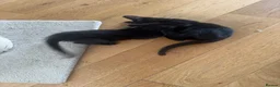 Mixed Breed cats for sale: Beautiful litter is Siamese mixed breed kittens - Advert 15