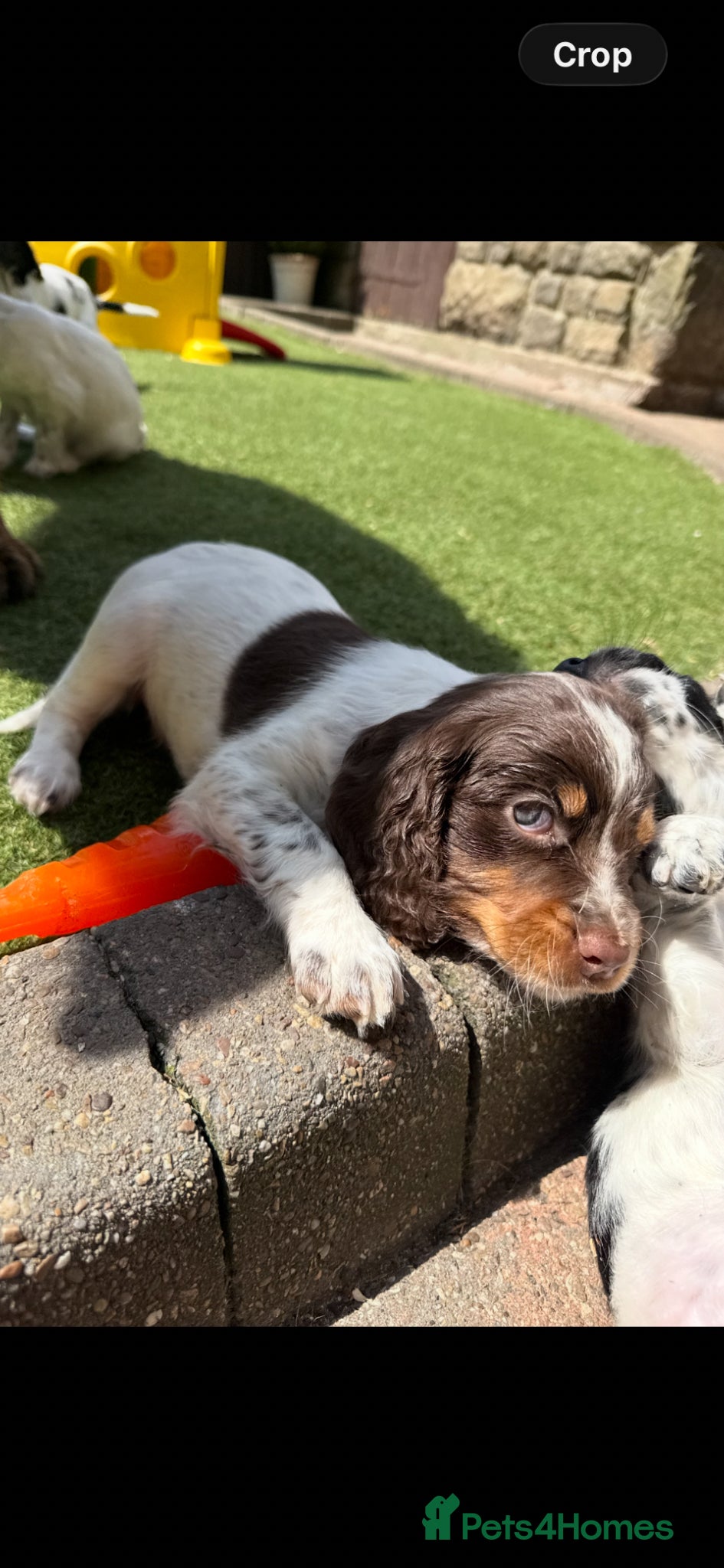 Sprocker dogs READY FOR 5 STAR HOMES 🏡  - Advert 2