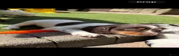 Sprocker dogs for sale: READY FOR 5 STAR HOMES 🏡  - Advert 2