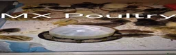 Chickens poultry for sale: Silkies/Seramas/Quails/Hatching eggs - Advert 3