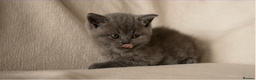 British Shorthair cats for sale: X5 British Shorthair Kittens – GCCF Registered - Advert 9