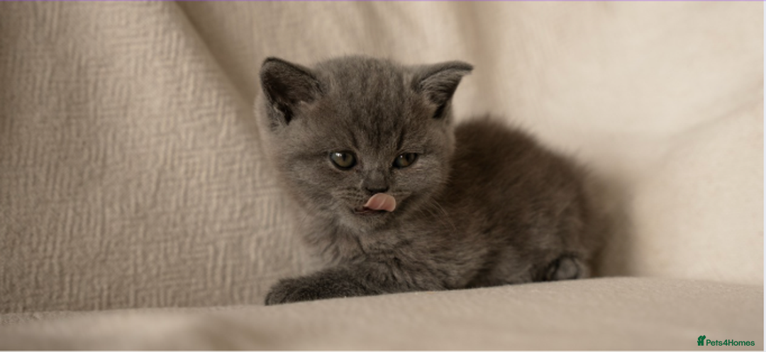 British Shorthair cats for sale: X5 British Shorthair Kittens – GCCF Registered - Advert 9