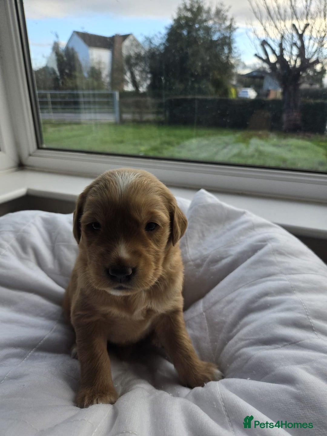 Golden Retriever dogs for sale: Licensed breeder! Genetically perfect sired pups  - Advert 10