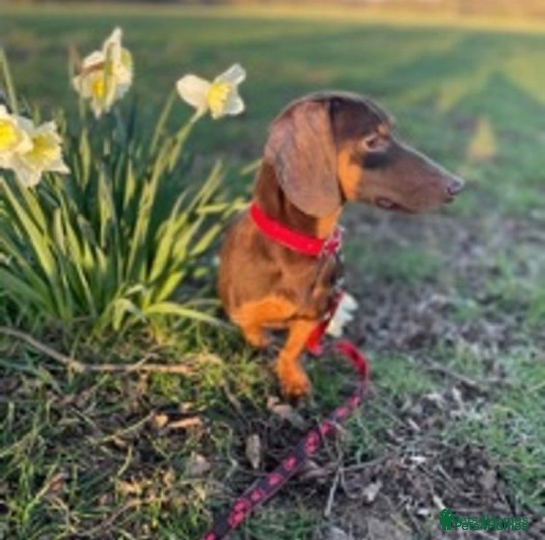 Miniature Dachshund dogs for stud: Experienced Choc & Tan Mini - KC Reg & DNA CLEAR in Romford - Advert 14