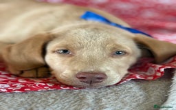 Labrador Retriever dogs for sale: Kc reg SILVER AND CHAMPAGNE LABRADORS  - Image 3