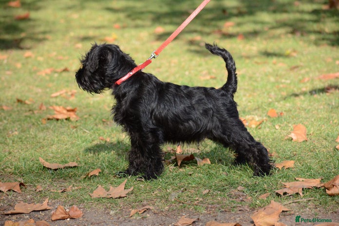 Miniature Schnauzer dogs - Advert 6