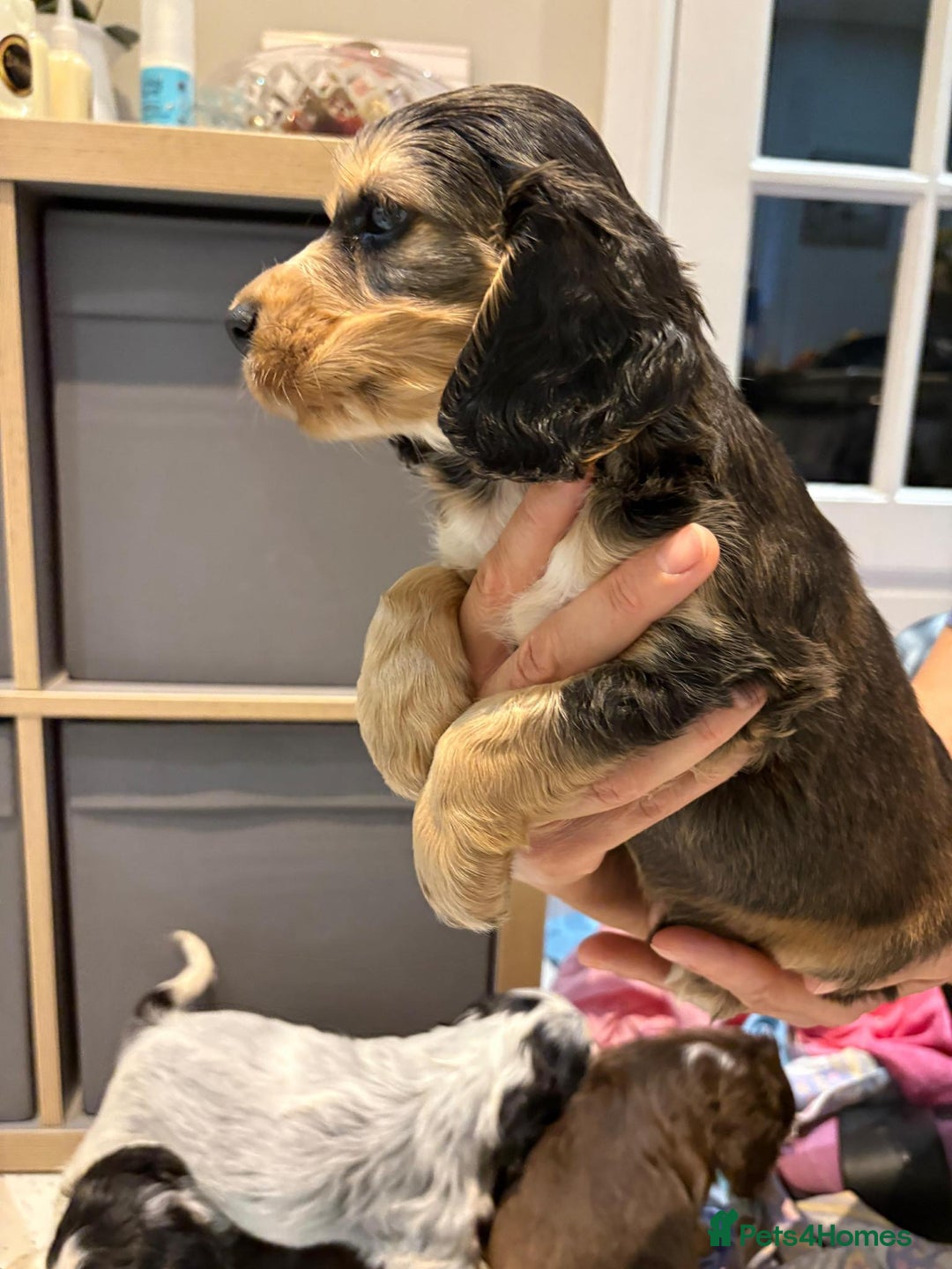 Cocker Spaniel dogs for sale: Pure show type KC reg DNA health test  - Advert 25