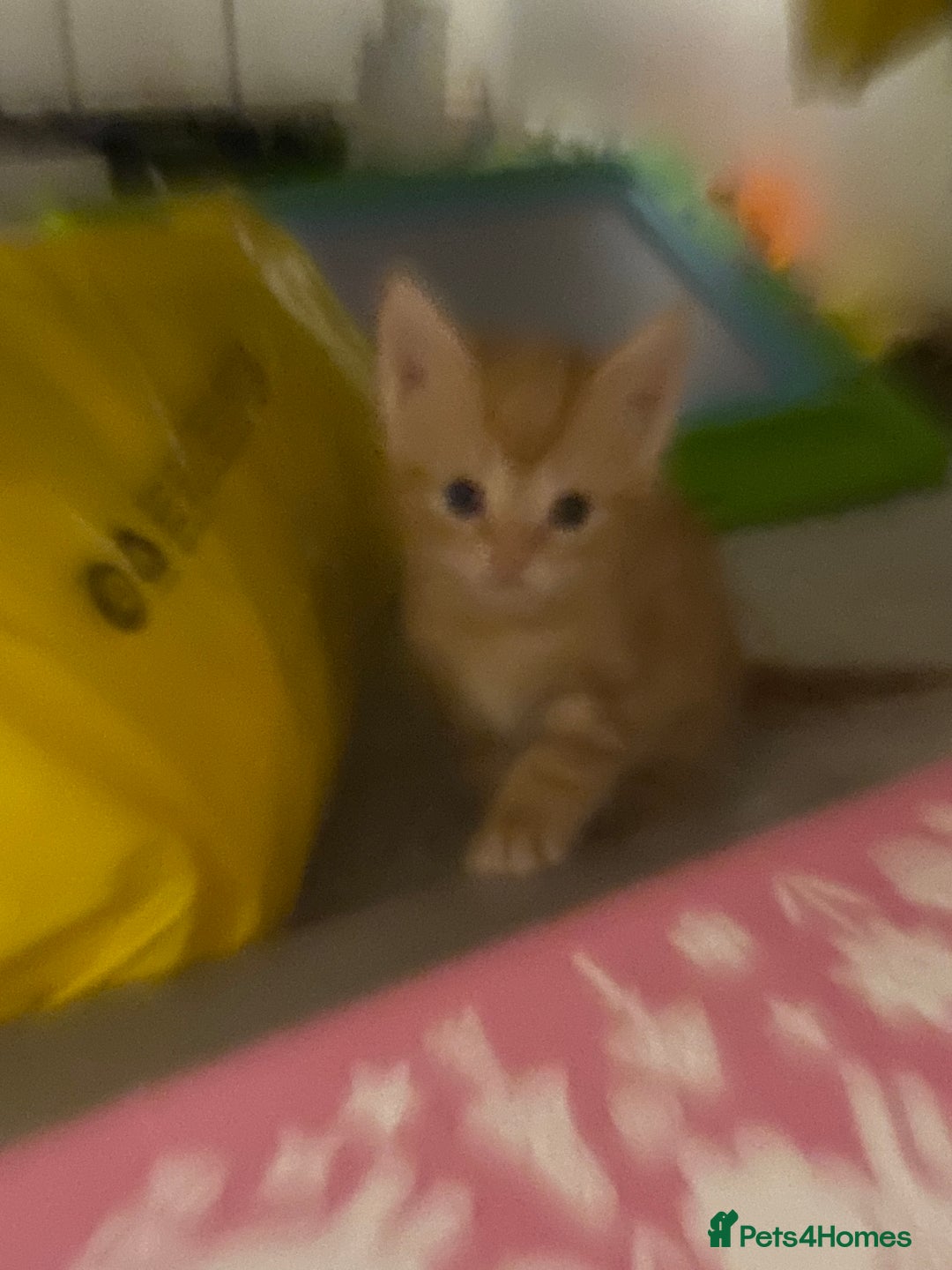 Mixed Breed cats for sale: 2 kittens male and female - Advert 13