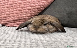 Mini Lop rabbits for sale: Beautiful mini lop rabbits for sale - Image 18