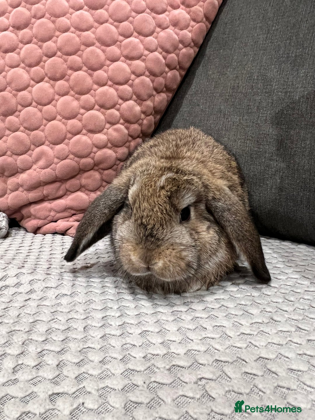 Mini Lop rabbits for sale: Beautiful mini lop rabbits for sale - Image 18