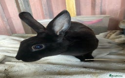 Rex rabbits for sale: lion head x velvet rex babies  - Image 11