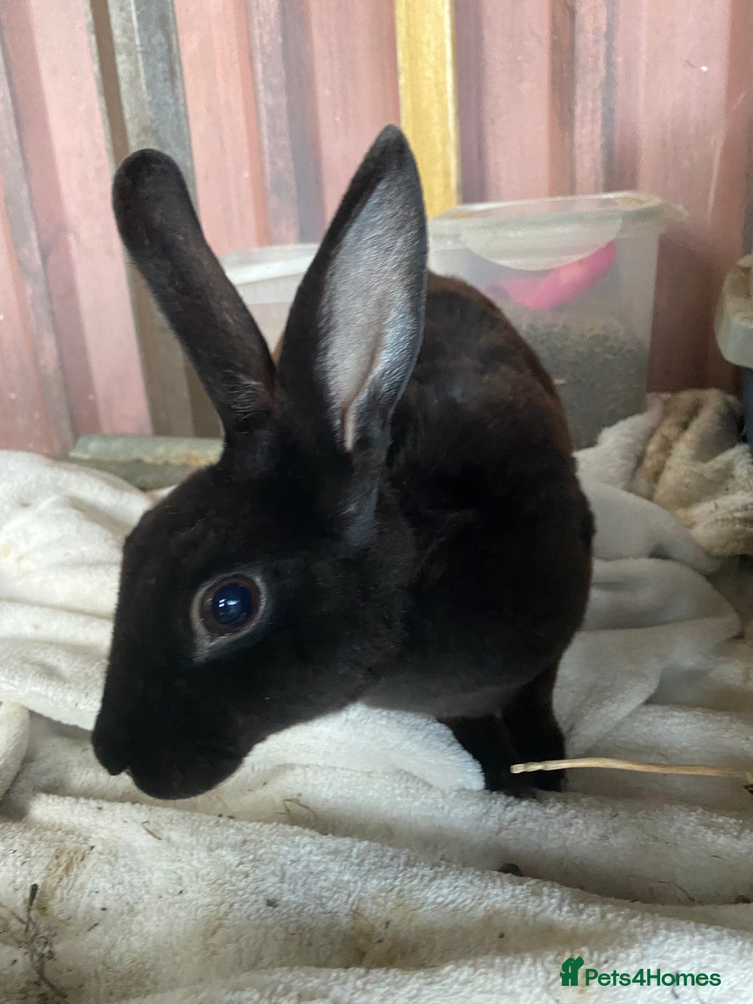 Rex rabbits for sale: lion head x velvet rex babies  - Image 11