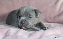 Staffordshire Bull Terrier dogs for sale: KC Reg Staff Pups Blue/Black, Champion Blood Lines - Image 2