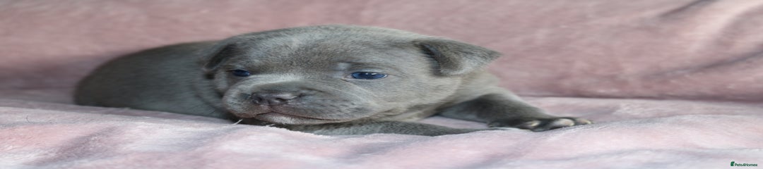 Staffordshire Bull Terrier Puppy Female Grey Coat Pink Collar 