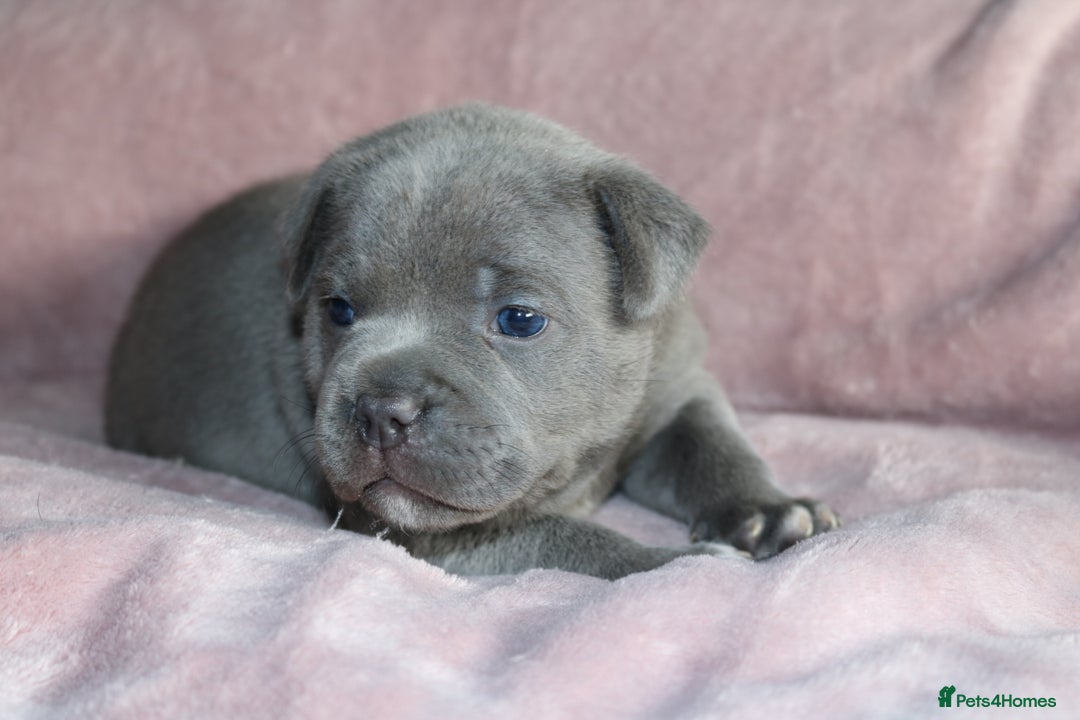 Staffordshire Bull Terrier dogs for sale: KC Reg Staff Pups Blue/Black, Champion Blood Lines - Image 2