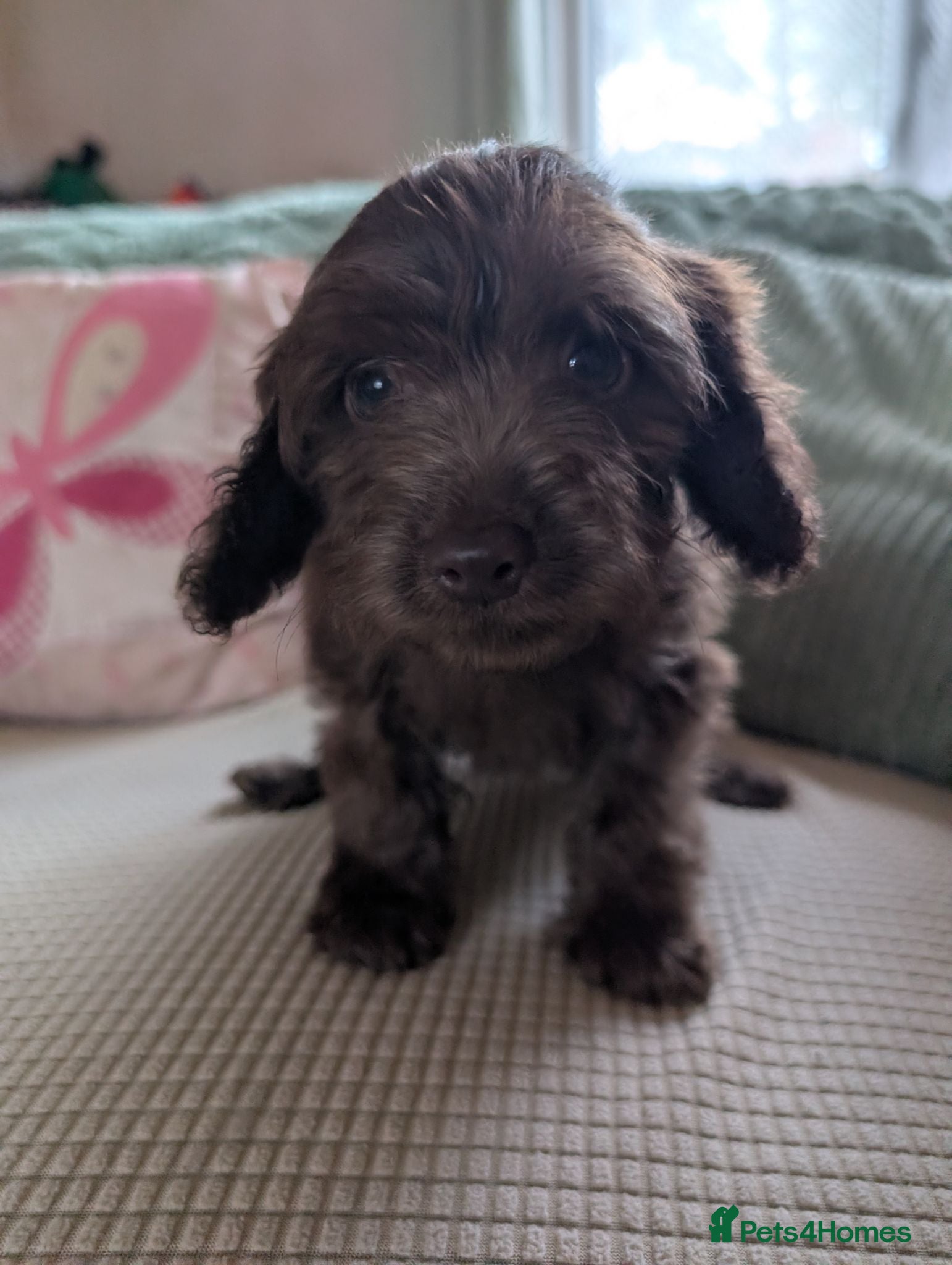 Cockapoo dogs Ready to leave. Cockapoo pups f2b - Advert 2