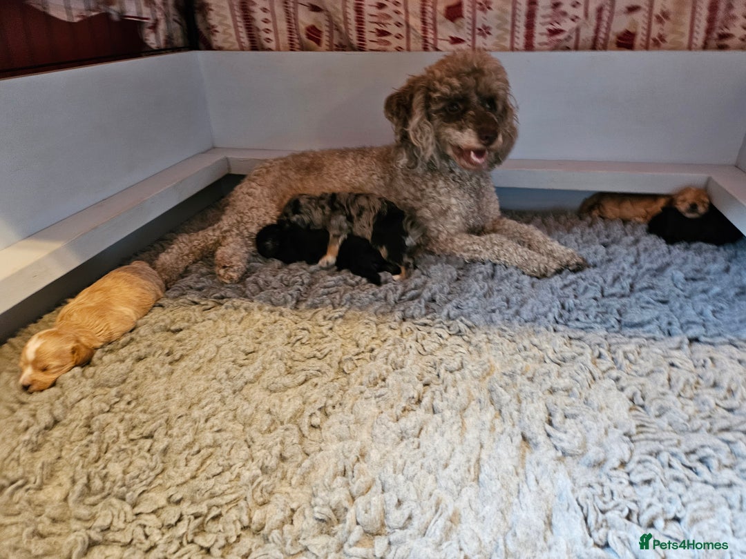Maltipoo dogs for sale: Beautiful F1 Merle Maltipoo boy - Image 15