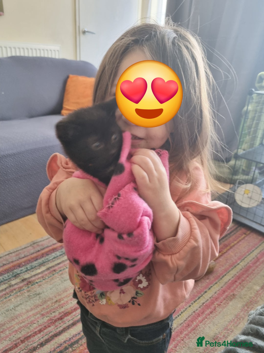 Mixed Breed cats for sale: 5 beautiful kittens for sale - Advert 5