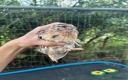 Mixed Breed poultry for sale: Selection of Poultry Available (See description) - Image 10