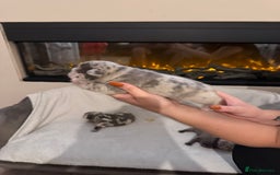 French Bulldog dogs for sale: Beautiful blue and lilac merle French bulldogs - Image 15