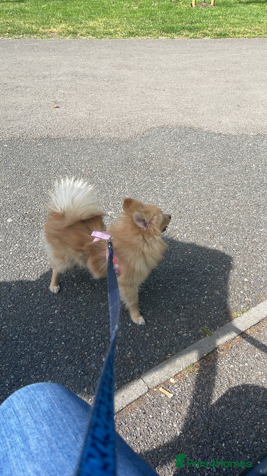 Pomeranian dogs for sale: Pomeranian Dog - Image 3