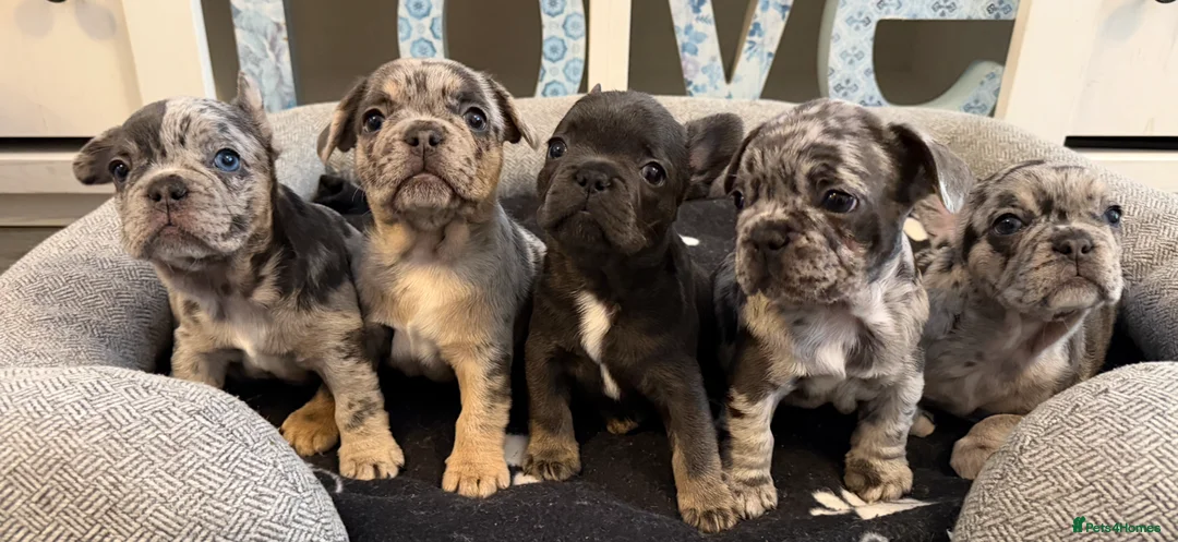 French Bulldog dogs for sale: French bulldog puppies - ready end of feb - Advert 17