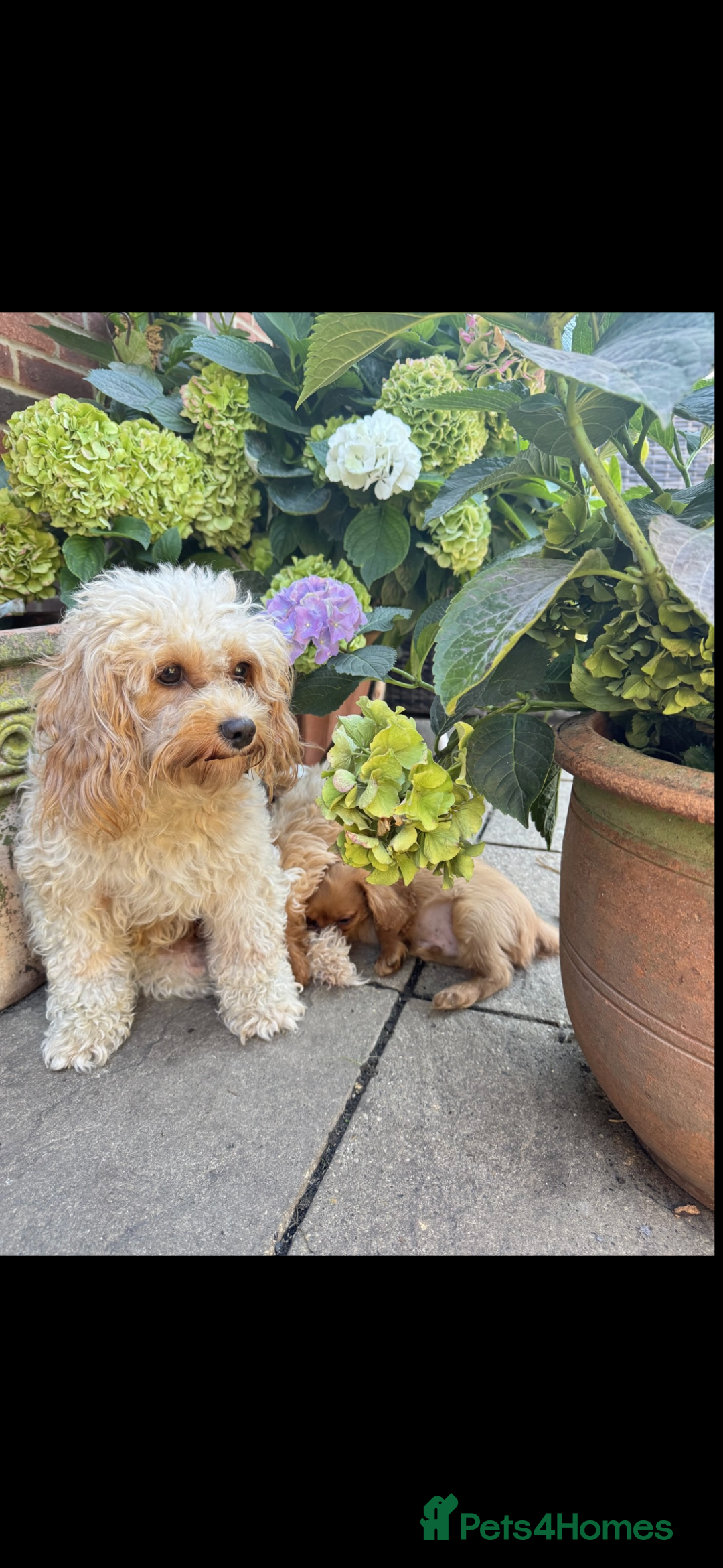 Cavapoochon dogs for sale: cavapoochon boy health tested parents  - Advert 2