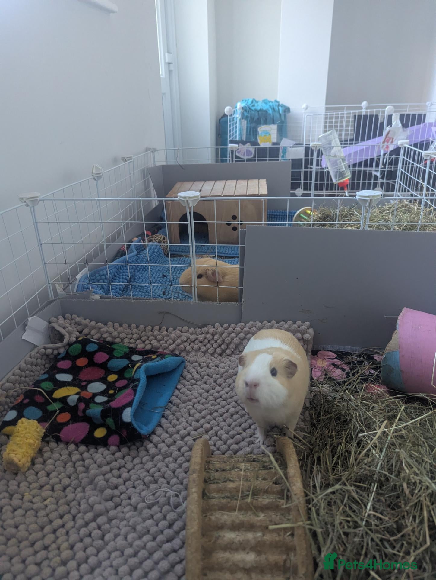 Guinea Pig rodents 2x male guinea pigs with cage - Advert 1