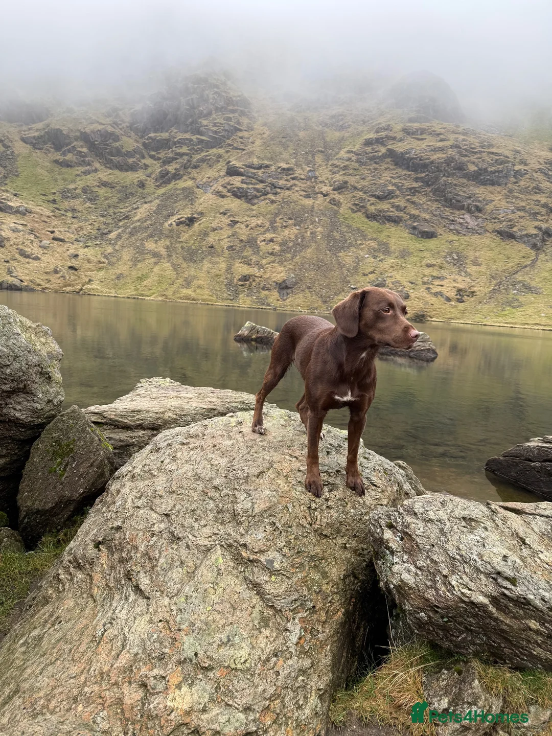 Springador dogs for sale: 🐾 Loving Home Wanted for Our Springerdor  - Advert 2