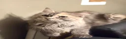 Maine Coon cats for sale: Pedigree Maine coon - Advert 10