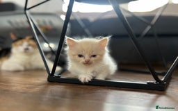 Mixed Breed cats for sale: Beautiful fluffy kittens  - Image 8