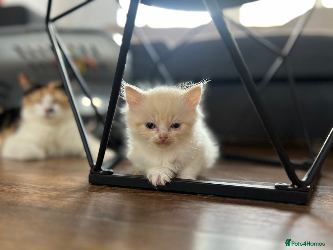 Mixed Breed cats for sale: Beautiful fluffy kittens  - Image 8