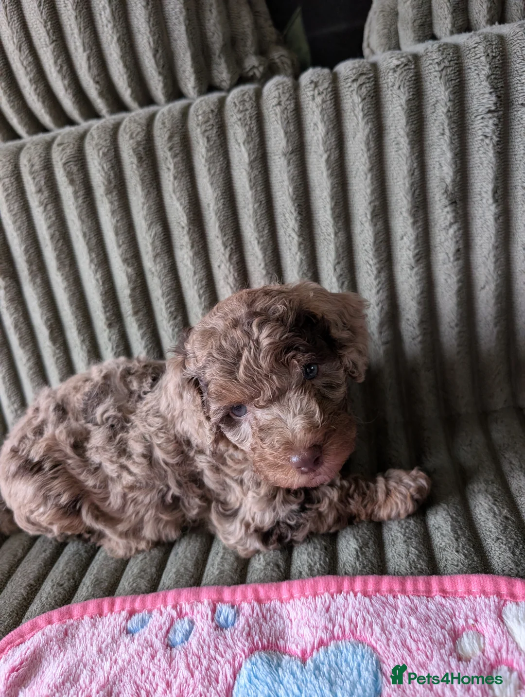 Cavapoo dogs for sale: Toy Cavapoo Puppies  in Winsford - Advert 2