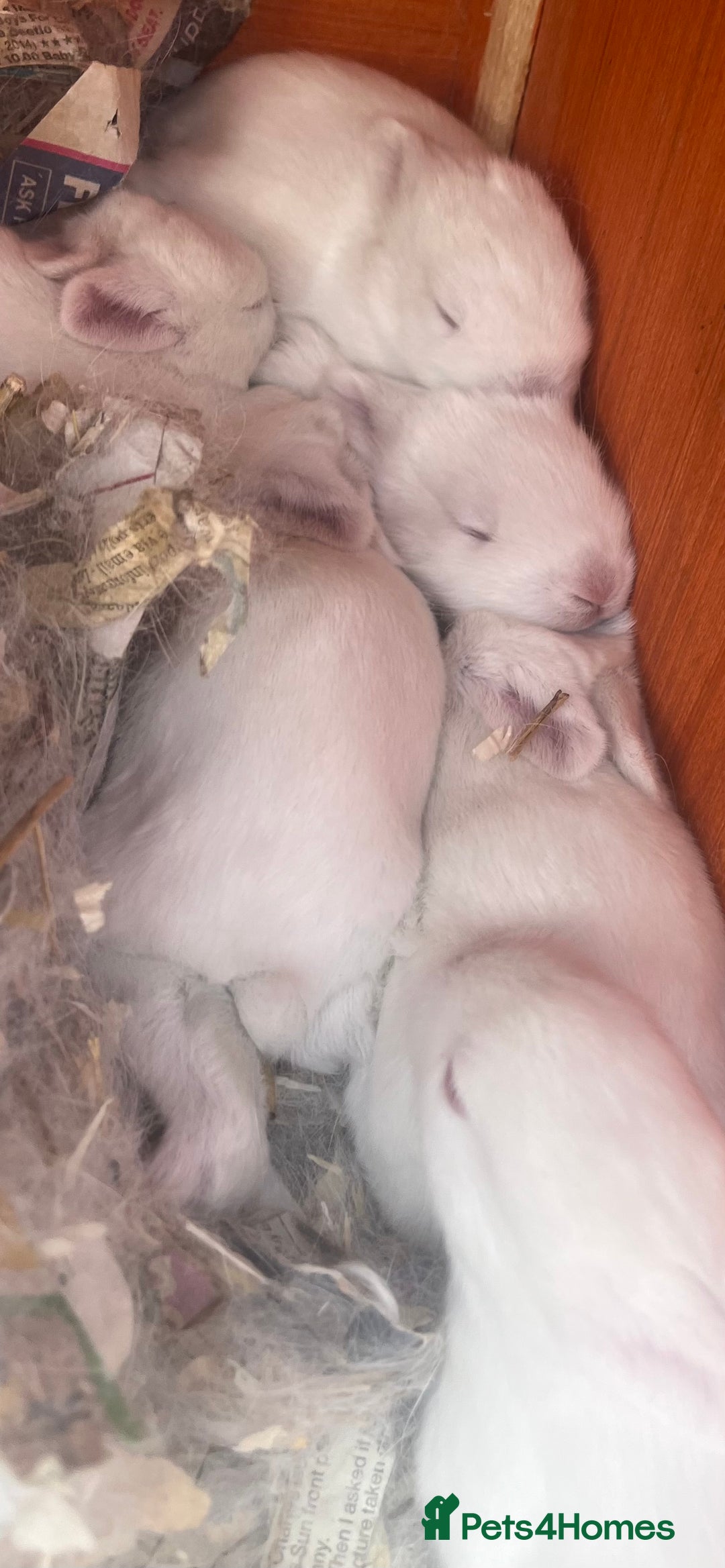 Mixed Breed rabbits for sale: Baby bunnies.  Dwarf x New Zealand - Image 2