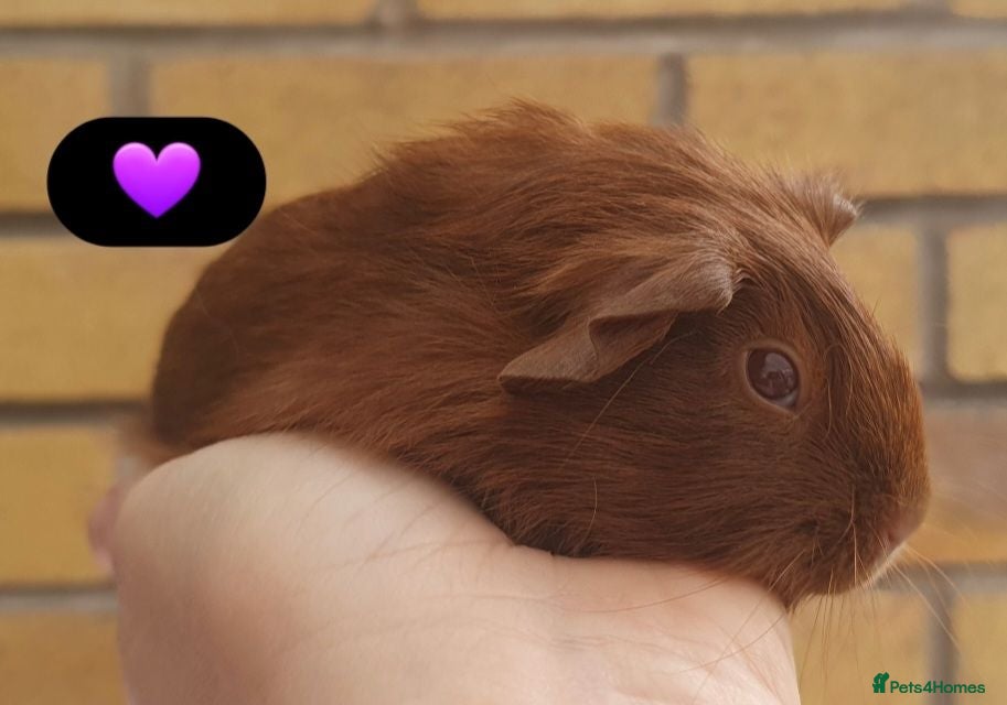 Guinea Pig rodents Beautiful guinea pigs - Advert 1