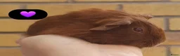 Guinea Pig rodents for sale: Beautiful guinea pigs - Advert 7