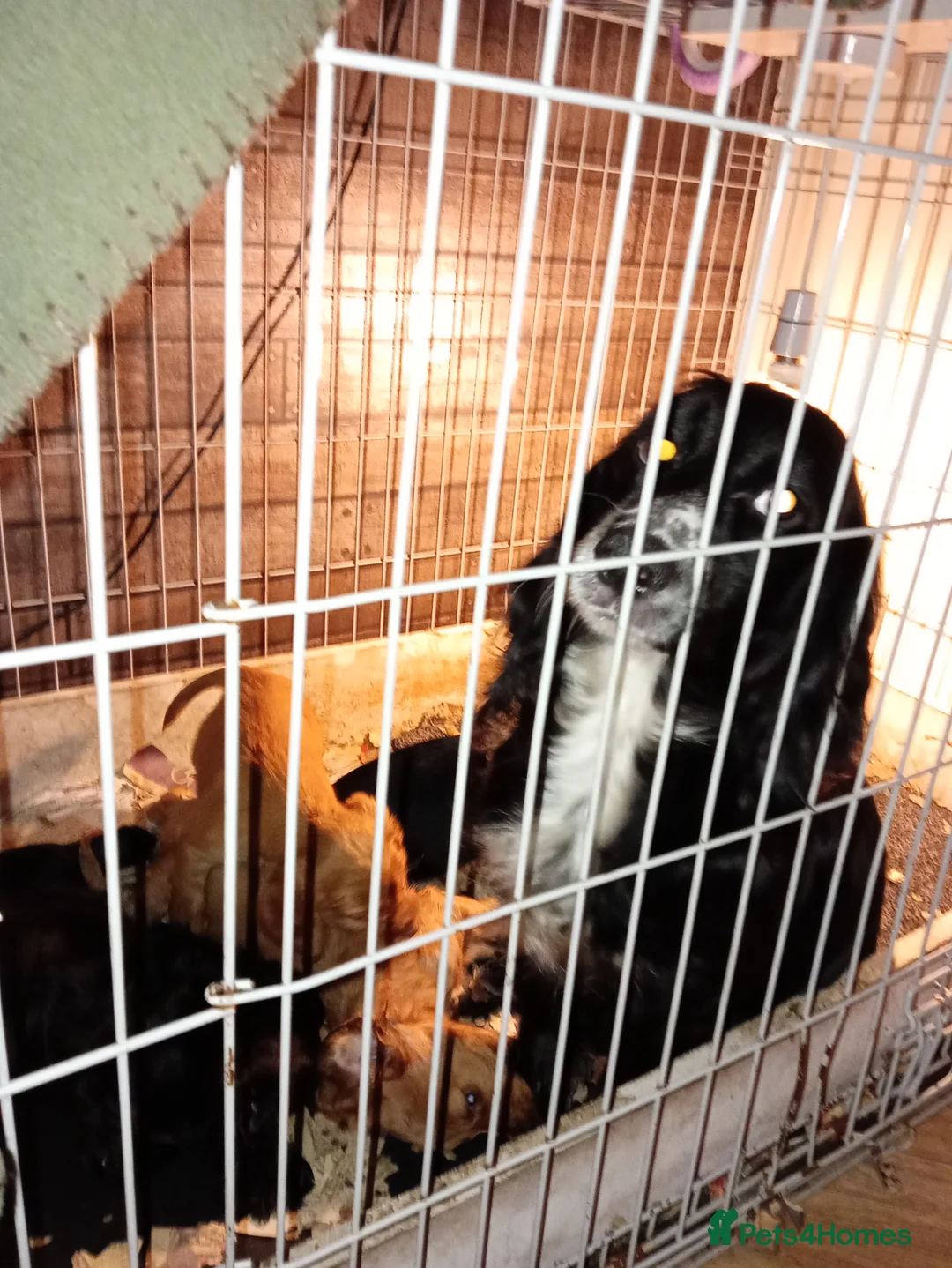 Cocker Spaniel dogs for sale: 7 beautiful cocker spaniel puppies  - Advert 9