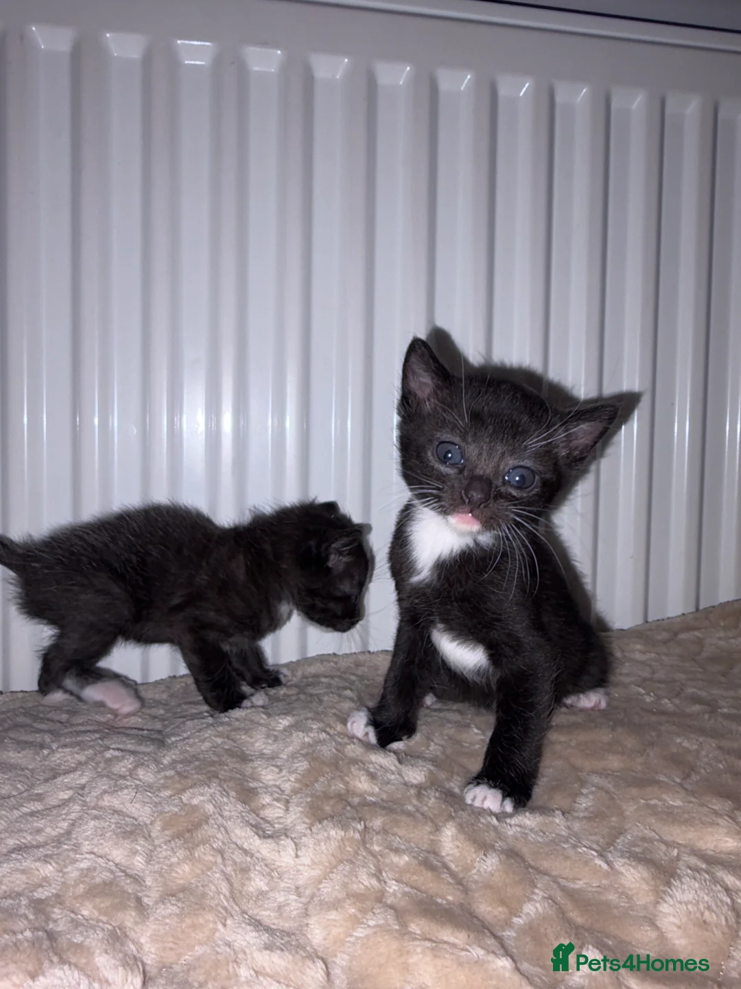 Khao Manee cats for sale: Half khao manee female black kitten  - Advert 5