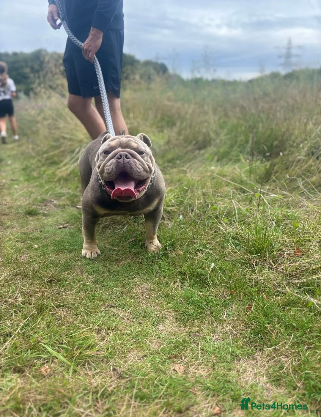 English Bulldog dogs for sale: MALE KC BULLDOG  - Advert 2