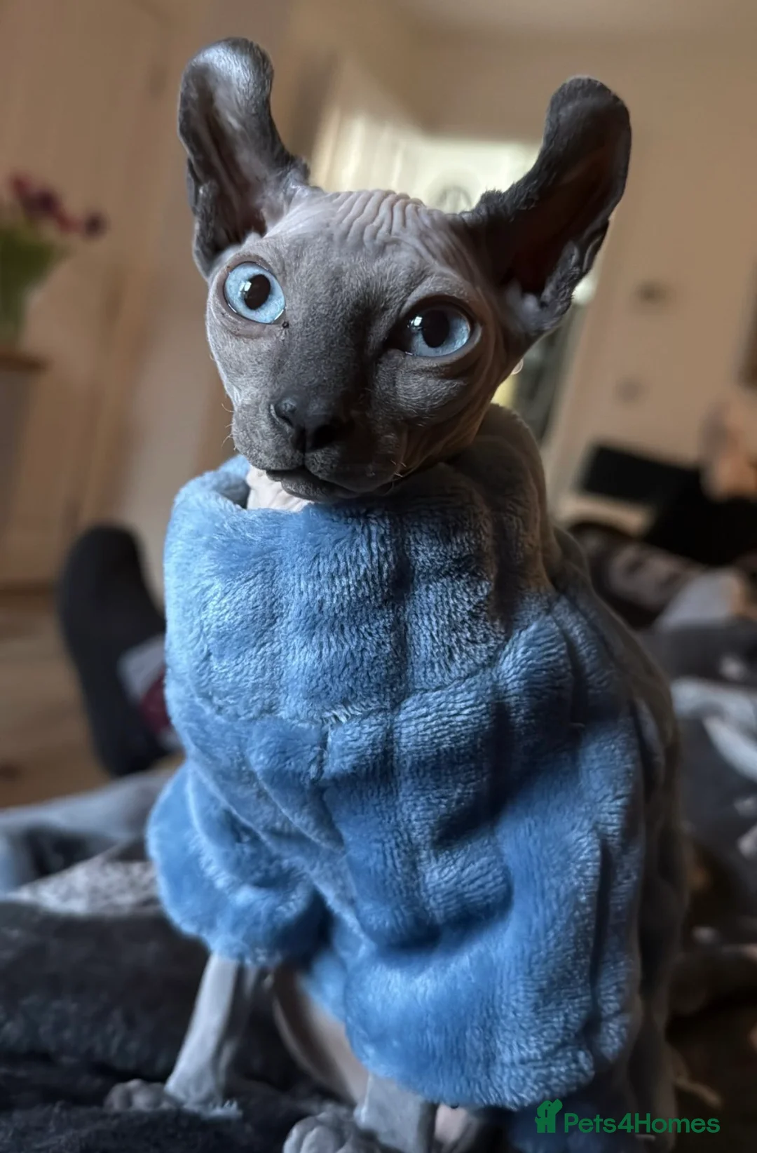 Sphynx cats for sale: A beautiful Mink coloured elf Sphynx - Advert 1