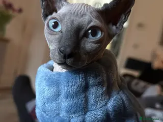 Sphynx cats A beautiful Mink coloured elf Sphynx - Advert 5