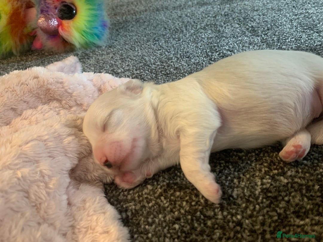 Malshi dogs for sale: Malshi puppies - Image 7