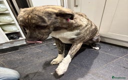 Mixed Breed dogs for adoption: Benji  - Image 6