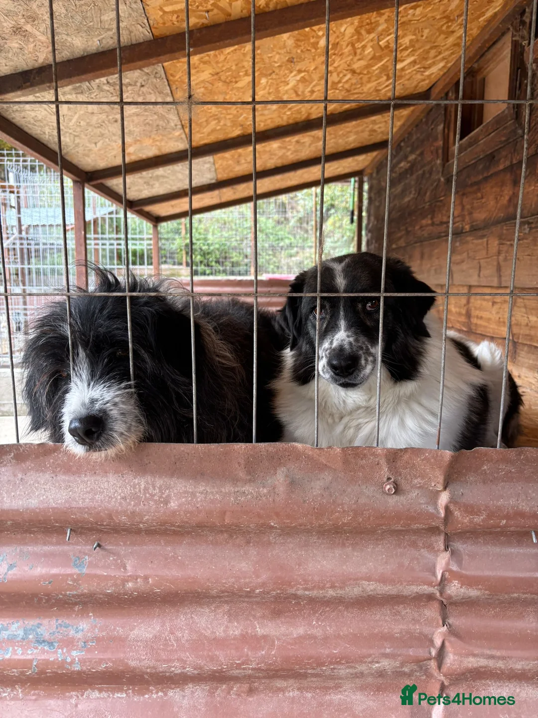 Mixed Breed dogs for adoption: Xin and Yedda - Bonded Pair desperate for a home! - Advert 12