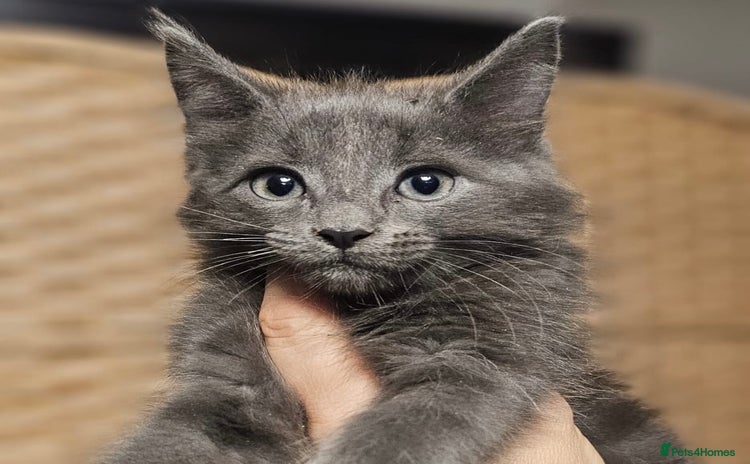 Mixed Breed cats - Advert 1