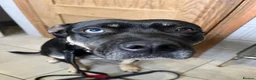 Mixed Breed dogs for sale: shadow for rehoming - Advert 26