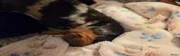 Miniature Dachshund dogs for sale: MINIATURE DACHSHUNDS TO FIND THEIR FOREVER HOME 🏡 - Advert 25