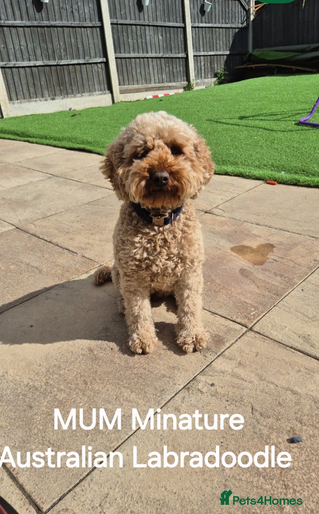 Mixed Breed dogs for sale: Australian Labradoodle/ Cockapoo fox red male  - Advert 5