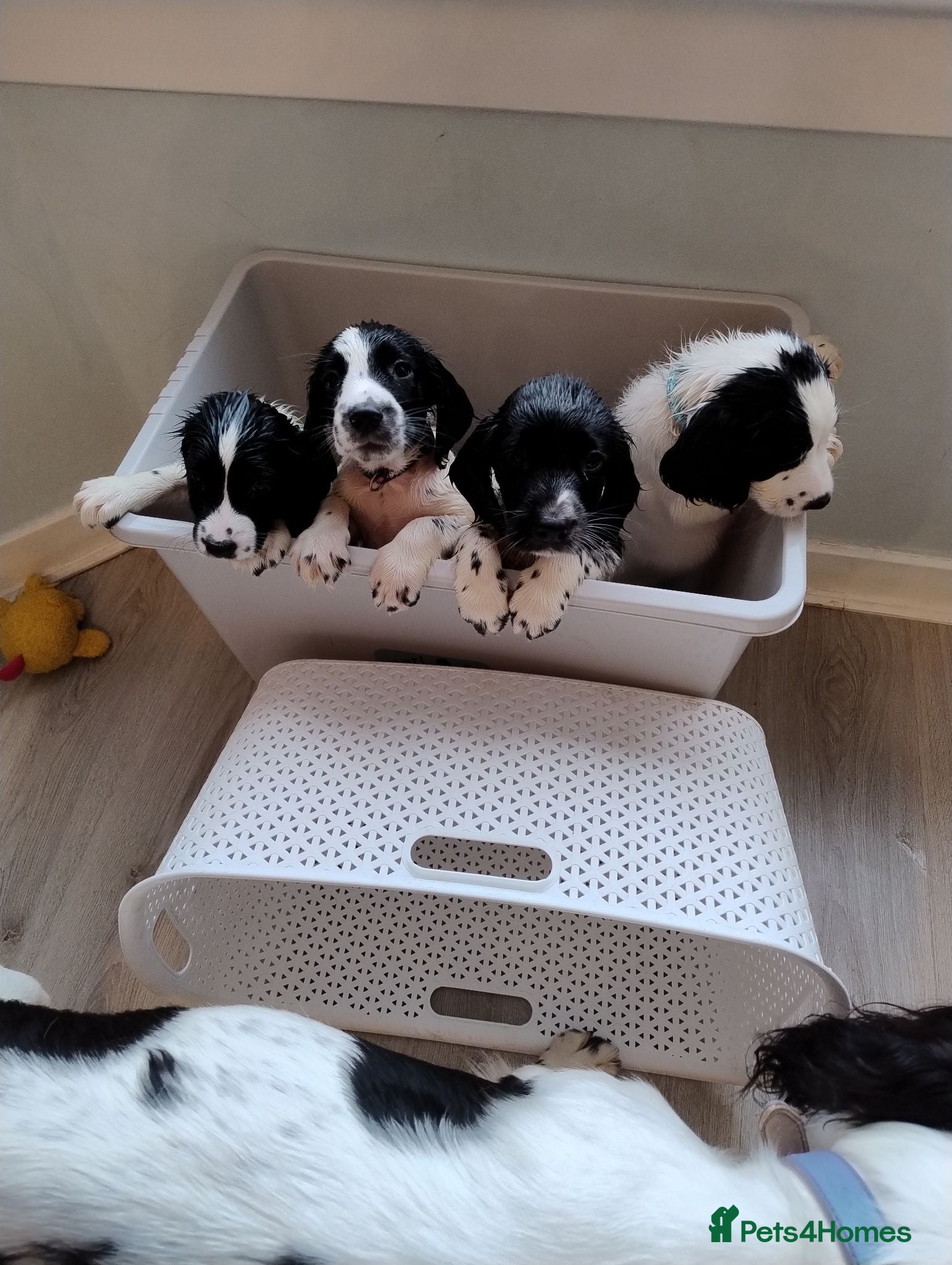 English Springer Spaniel dogs Ready  8 Springer Spaniel Puppies Black & White  - Advert 1
